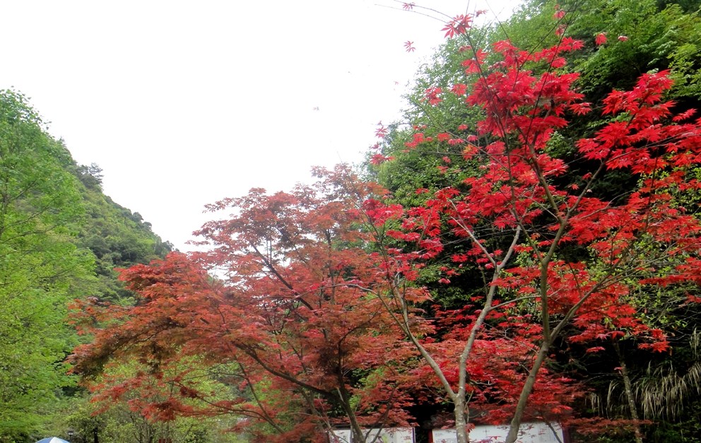 紅楓2.jpg